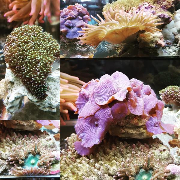 All my critters
Galaxy 
Mushrooms
Boreman's anemone
Rainbow bubble tip
A big green star polyp colonie