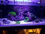 80g reef