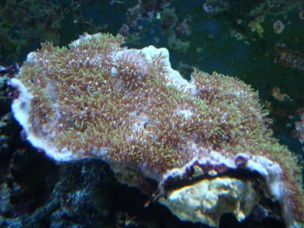 Green Star Polyps