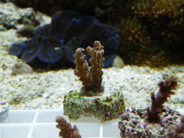 Red Polyp Acro