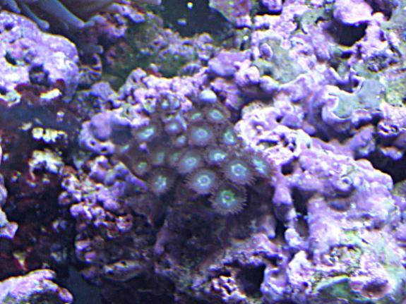 Zoanthids