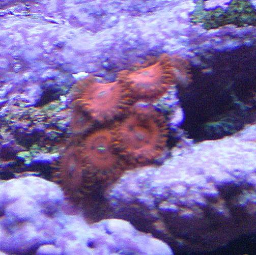 Zoanthids - These are special. Picture does not do it justice.  Very slow growth rate.  Have only gained 2 since December.  I Have some red Zoanthids that gained 7-8 in the same time frame.