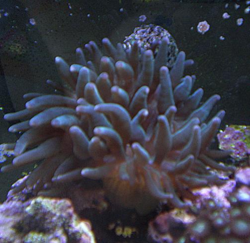 My little Bubble Tip Anemone