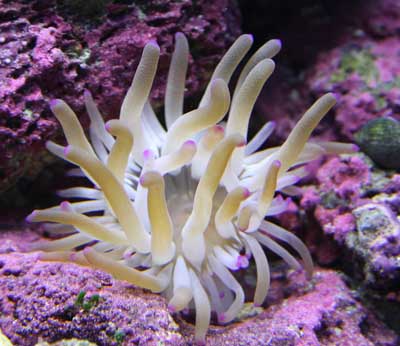 Anemone