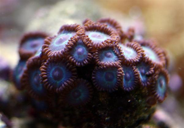 Blue Zoa (Large)