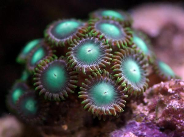 Green Zoa (Large)