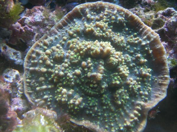 Chalice green