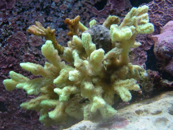 Hydnophora coral