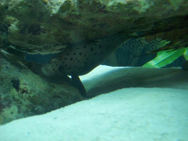 my panther grouper-8-10 inches appr.