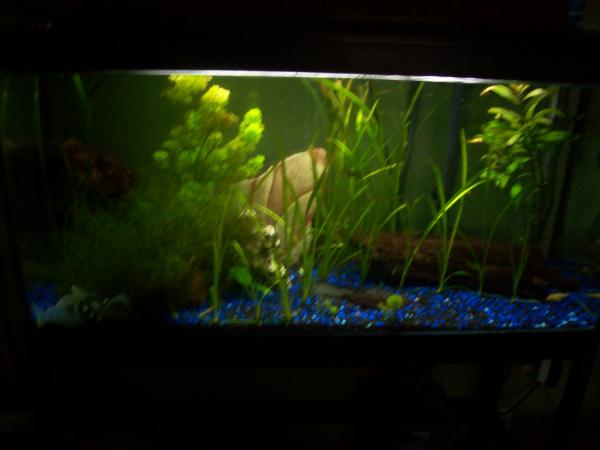 30 gallon fresh tank