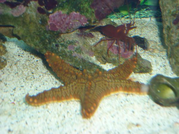 peppermint Shrimp and African Red Starfish