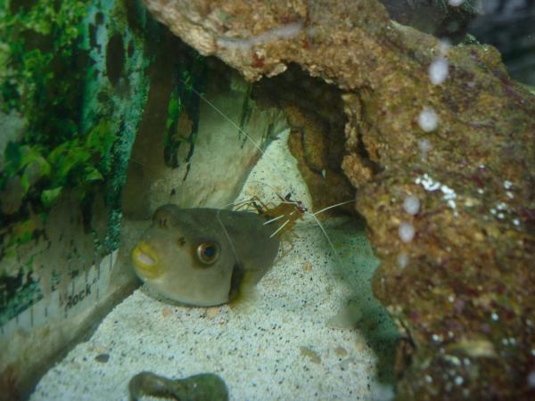 cleaner Shrimp doing his job on a Dog Face Puffer