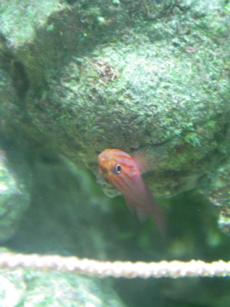 Unidentified Red Shrimp Goby. Kinda reminds me a juvinile hawkfish with the red strips. He has a lot of personality.