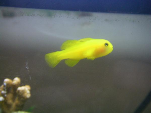 Lemon Citron Goby