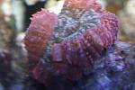 Red Lobophyllia (meat coral)