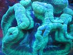 brain coral