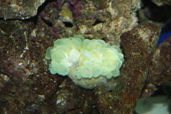 bubble coral