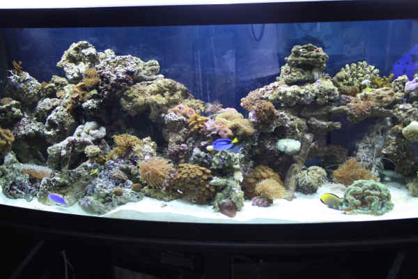 happy reefing