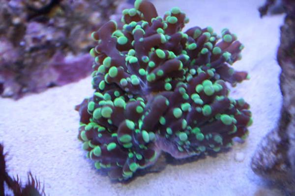 neon frogspawn