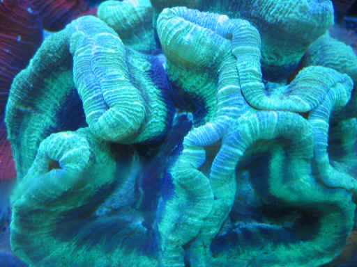 brain coral