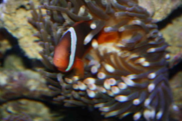 Tomato & pink tip anemone