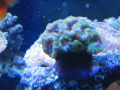 acan