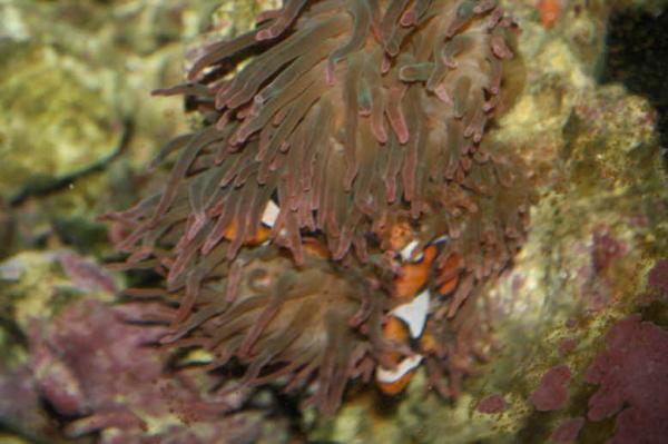 anemone2