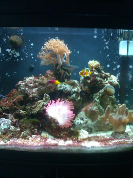 my biocube