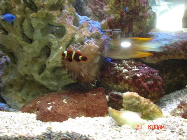 one of the gold(?)banded maroons we tried in our tank i cant remember what happened to the nem hes beside and the blur is our timini tang who survived ich....