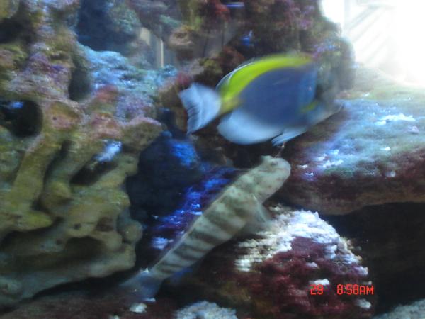 90gal goby given to blueworld fs
and pbt died of ich after beatin the tar out of our new pbrown tang