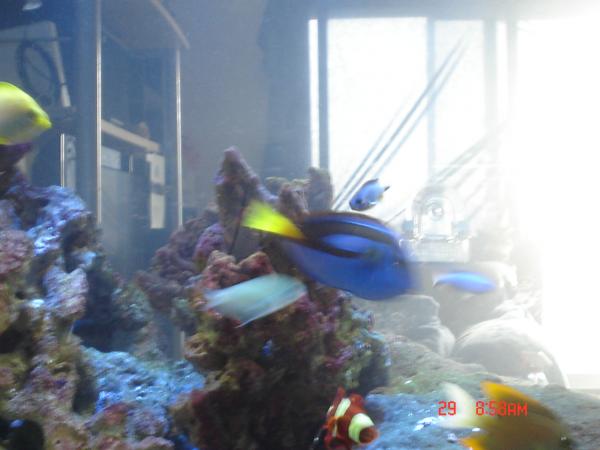 90 gal regal traded to blueworld fs after he refused to let our new clowns go to the nem
maroon clown returned to fish store a year or so later after we bought a nem fo him and he went to it....and ripped it apart. timini we still have and spike