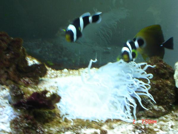 Scopas tang....ahhh scopas tang.... went camping...came home....had skeleton beside the nem but no tang. had someone feeding the tank though but they didnt notice fish missing....also went missing was a mimic tang from our 90gal...never found