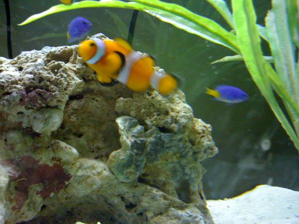 clowfish