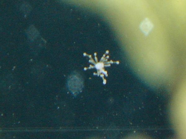 There are several on the side of the aquarium glass.