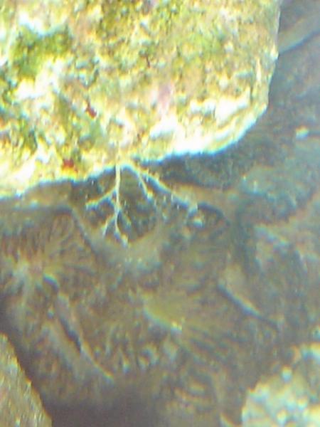 Some kind of sponge?  Pic is bad, sorry.