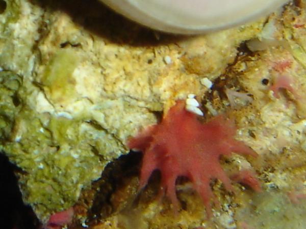 Not sure what this is, but we have a bunch of them growing all over the tank.  About 2mm in size, look like coral?  We have one medium strawberry/devil's hand/etc coral in the tank, maybe these are similar?  Doesn't seem to be sponge-like.
*Homotrema rubrum- is what they are*