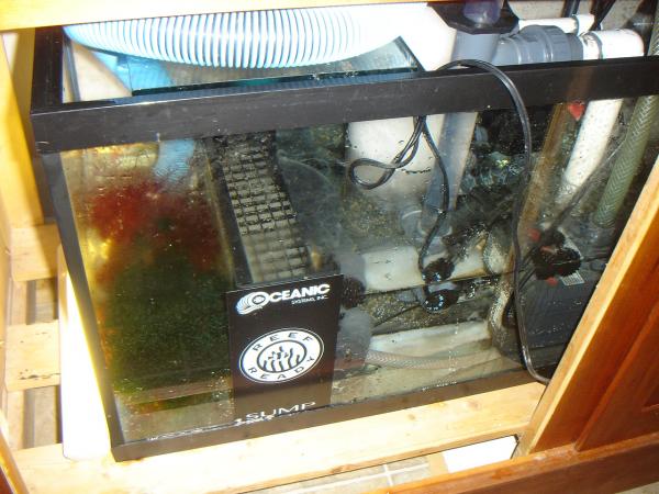 Our sump and refugium.