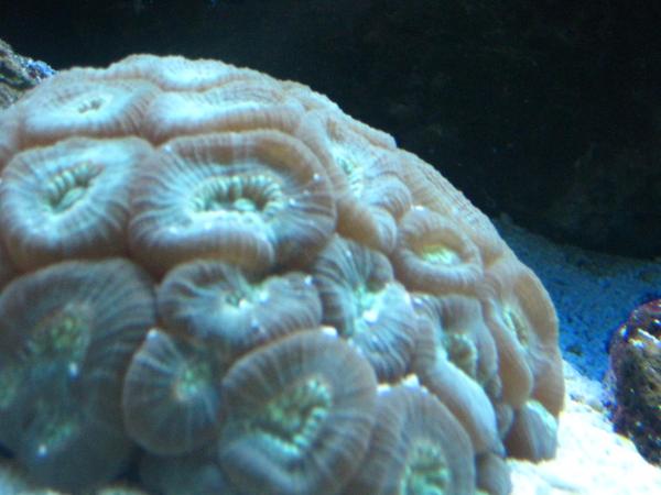 Moon/trumpet coral.