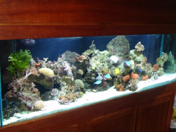 The latest shot of our tank.  October 12, 2009.  We have a few more corals/fish to add, but almost at it's stopping point.  Then just a nice long growing/rest period.
