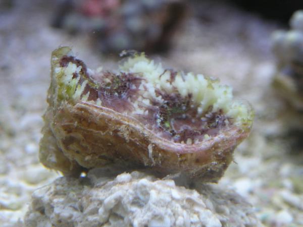 acan