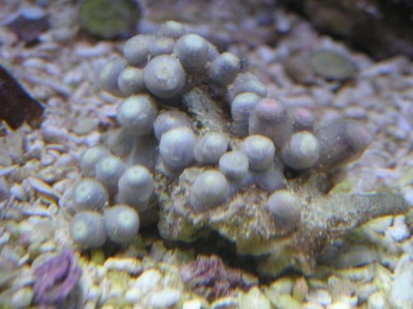 zoa1