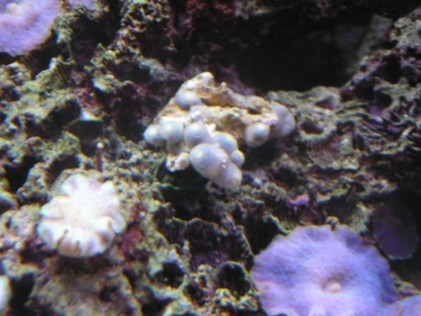 zoa3