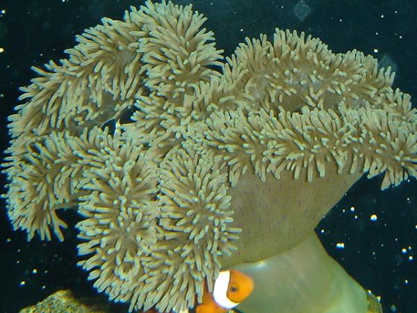 Carpet anemone with clowns.