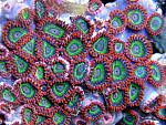 Zoas