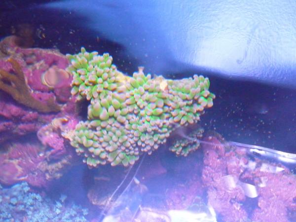 Top down Frogspawn