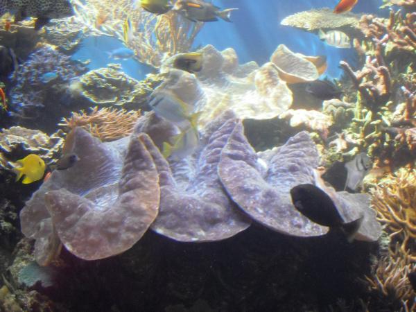 Large clam in the Waikiki Aquarium.
