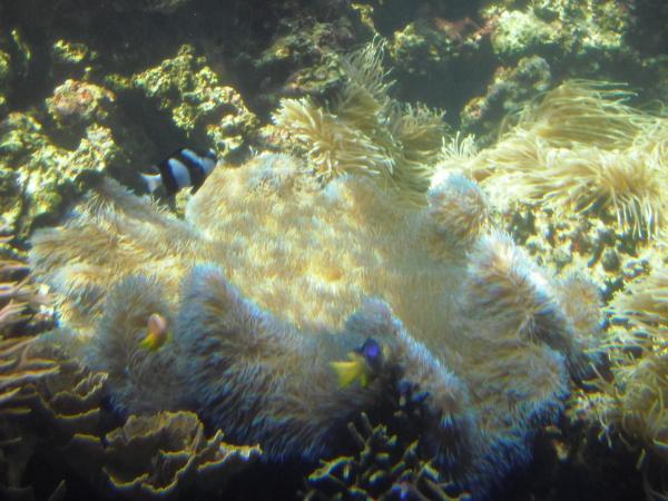 Large carpet anemone in the Waikiki Aquarium.