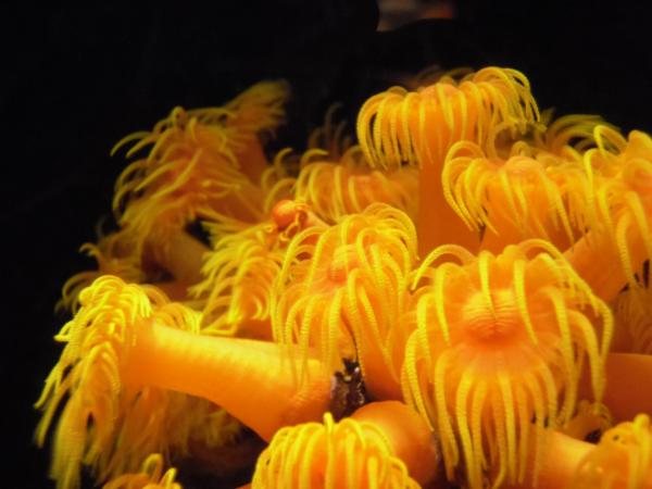 Sun Coral in the Waikiki Aquarium.