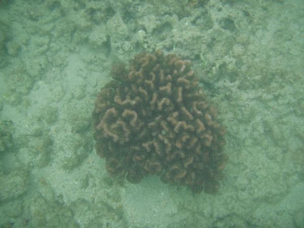 Cauliflower coral, second most abundant coral in the shallows.