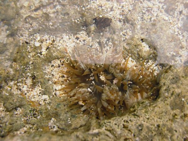 One of the only anemones we saw in the wild...not so pretty.